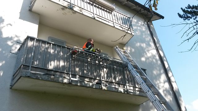 TE Haemmerlestrasse Katze2