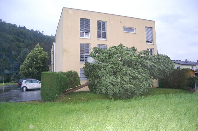 Technischer Einsatz Umgestuerzter Baum 10