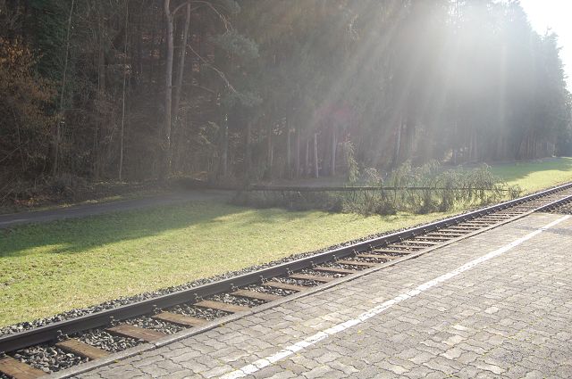 TE Baum umgestuerzt 120