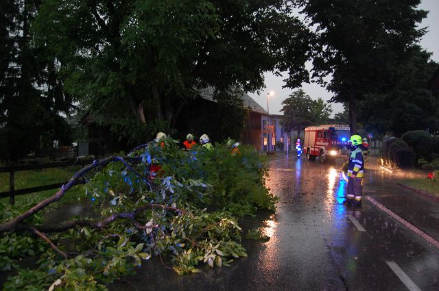 TE Baum Schleipfweg 100