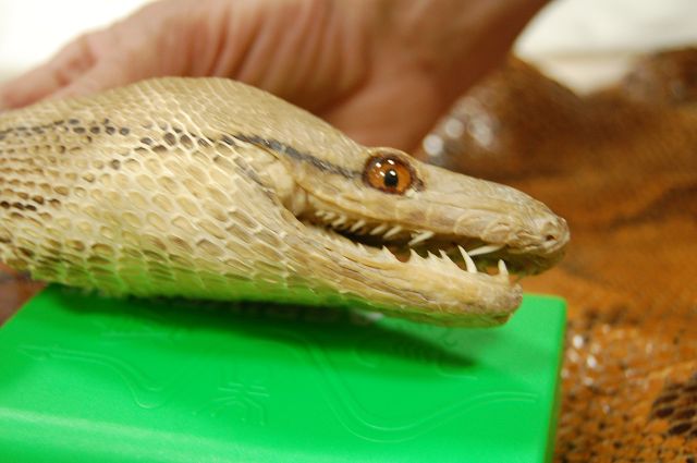 NEWS Gefahren Tiere 130